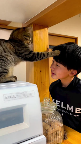 猫パンチするあんこくん