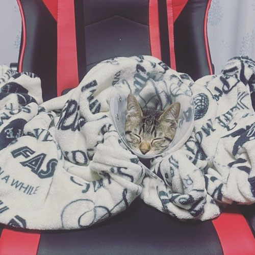 スヤスヤなあんこくん