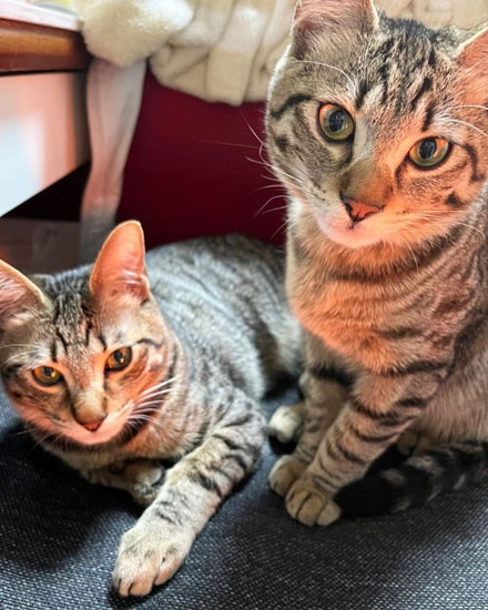 あんこくんともなかくん