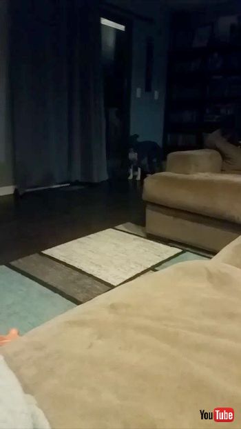 声かけたワンコ