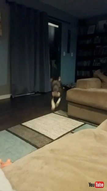 ダッシュするワンコ