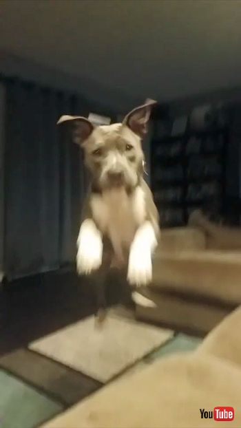 ダッシュするワンコ