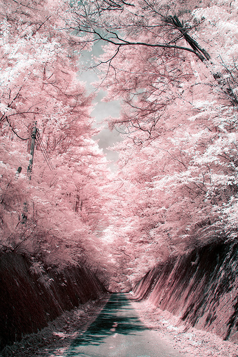 赤外線 写真 撮影 風景