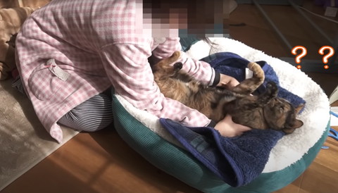 ハテナが浮かぶ猫