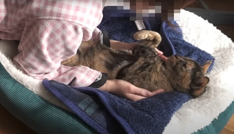 あおむけで飼い主と見つめ合う猫ちゃん