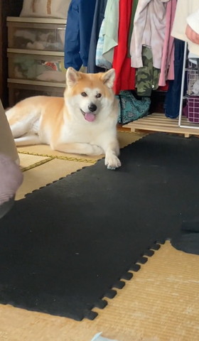 笑顔で宝物を前足で隠すワンコ