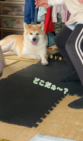 どこだぁ〜テロップ