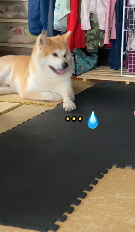 画面右側みるワンコ