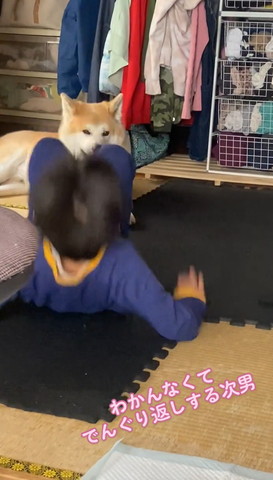 わかんなくてでんぐり返しテロップ