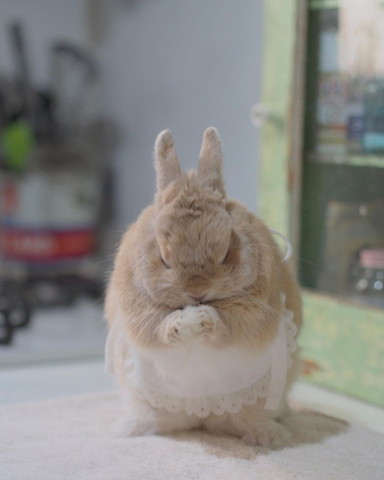 エプロンつけるうさぎ
