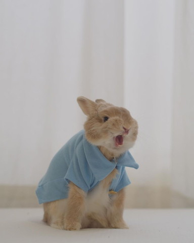 洋服着たウサギ吠える