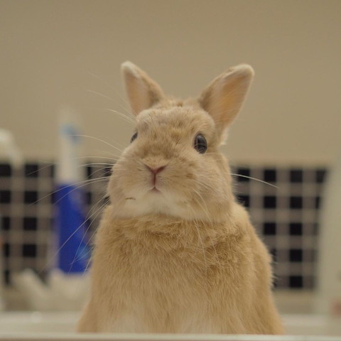 お風呂場にうさぎ