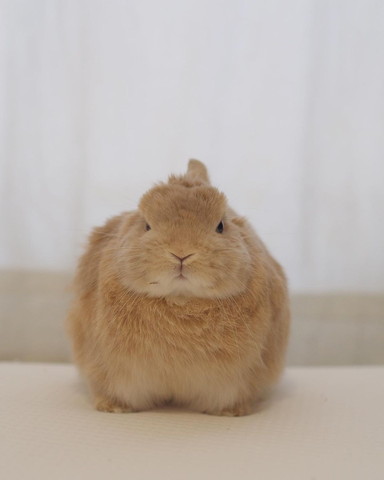 ムスッとしてるウサギ