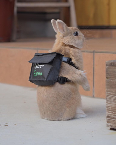 ウーバーのカバン背負ってるウサギちゃん