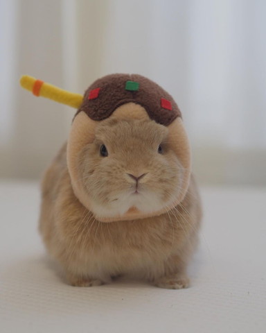 たこ焼きのかぶりものウサギ