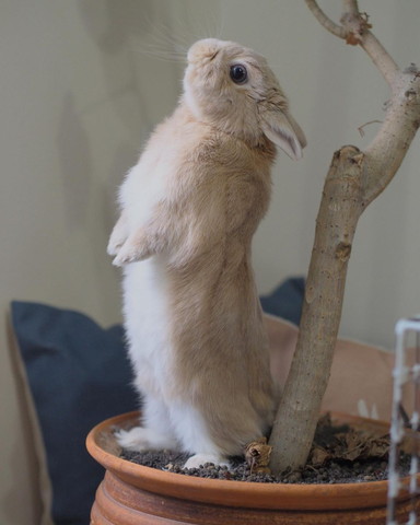 立ち上がるうさぎ横から