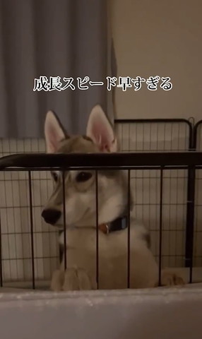 成長スピード早すぎる