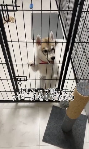 出してって鳴いて