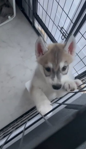 柵のつかまり立ちする子犬