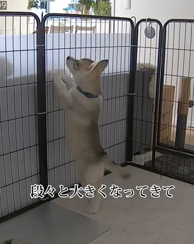 だんだんと大きくなってきて