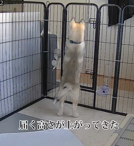 届く高さが上がってきたテロップ