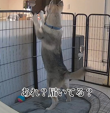 あれ届いてるテロップ