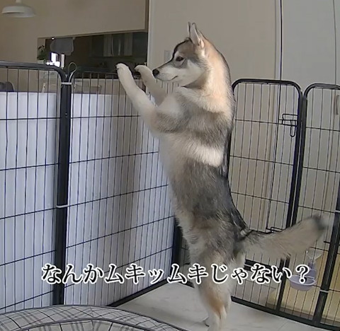 なんかムキッムキテロップ