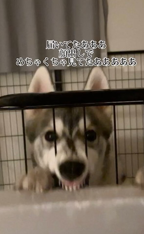 届いてたあああテロップ