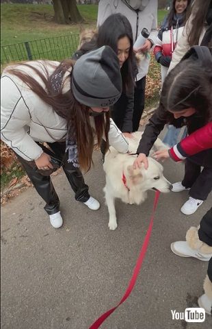 かわいがられに行くワンコ