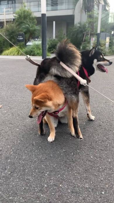 体が絡み合う柴犬たち