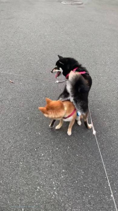体が絡み合う柴犬たち