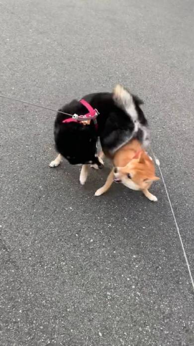 体が絡み合う柴犬たち
