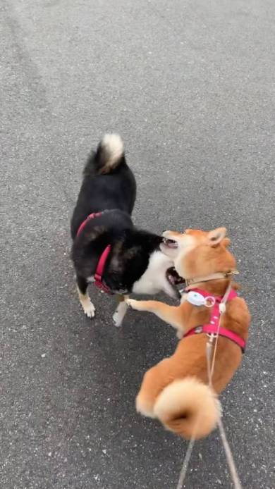 体が絡み合う柴犬たち