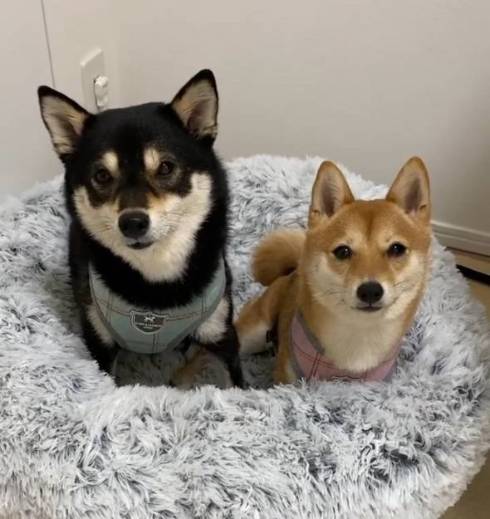 体が絡み合う柴犬たち