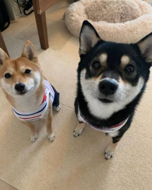 体が絡み合う柴犬たち