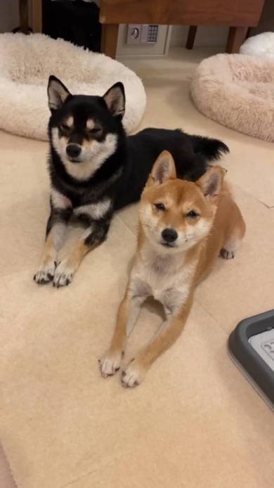 体が絡み合う柴犬たち