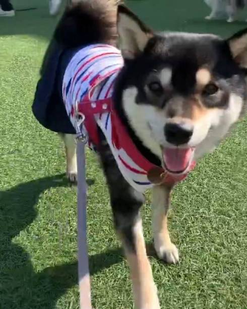 体が絡み合う柴犬たち