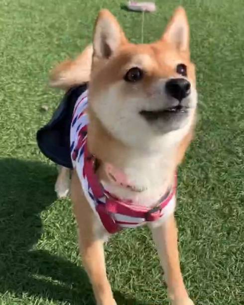 体が絡み合う柴犬たち