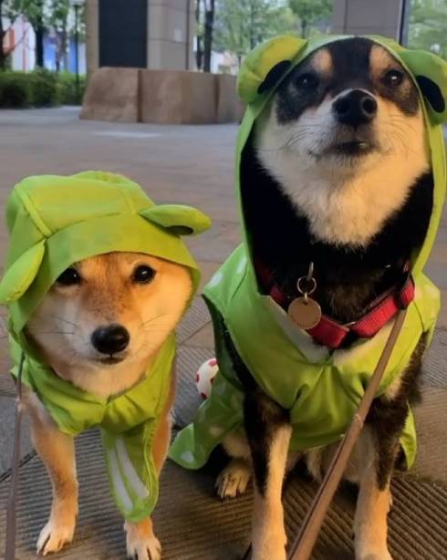 体が絡み合う柴犬たち