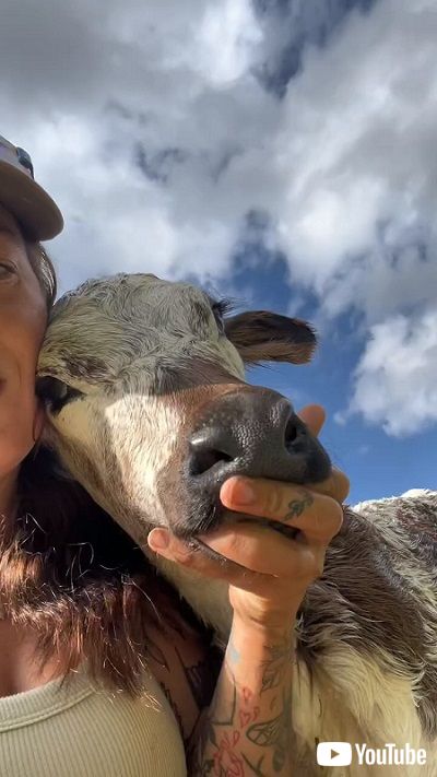 女性にくっつく牛