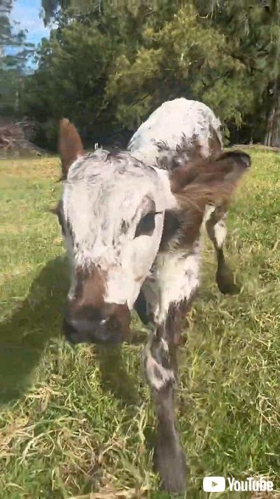 追いかける子牛