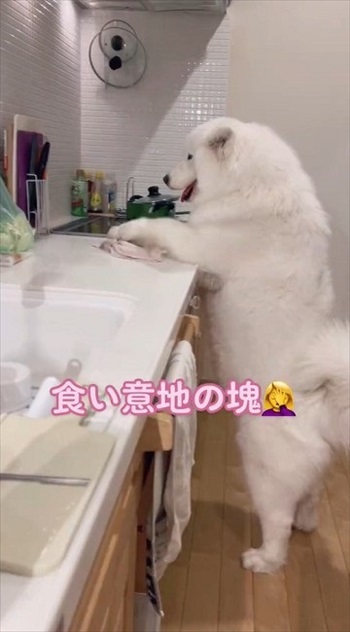 届かないワンちゃん