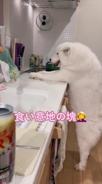 届かないワンちゃん