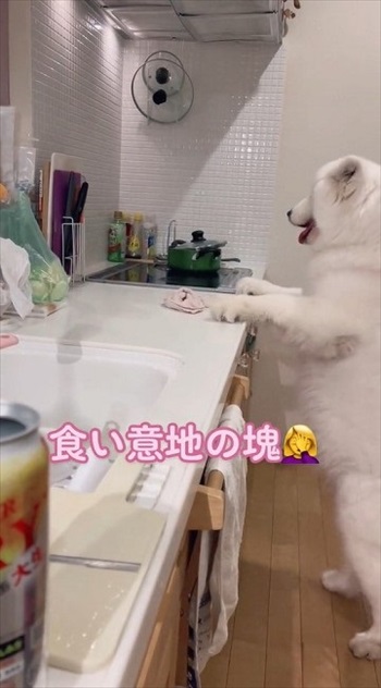 届かないワンちゃん