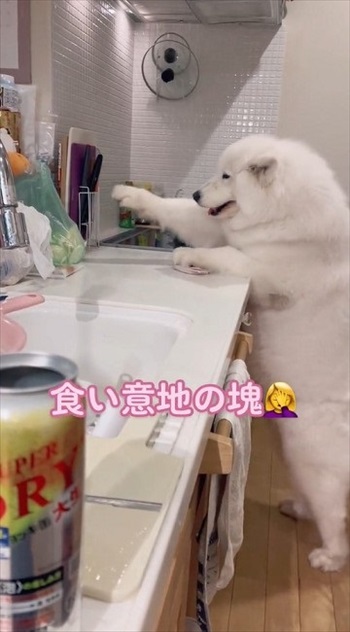 届かないワンちゃん