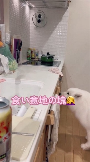 届かないワンちゃん