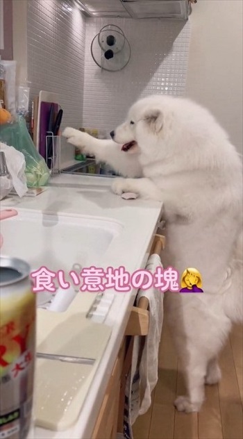 届かないワンちゃん