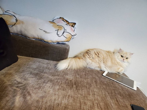 クッションと猫