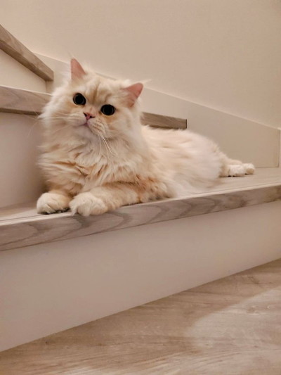 階段の猫