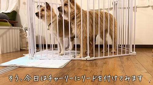 サークルに入る3匹